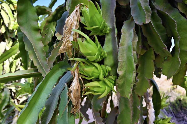 Bahçedeki ejderha meyvesi (Hylocereus undatus)