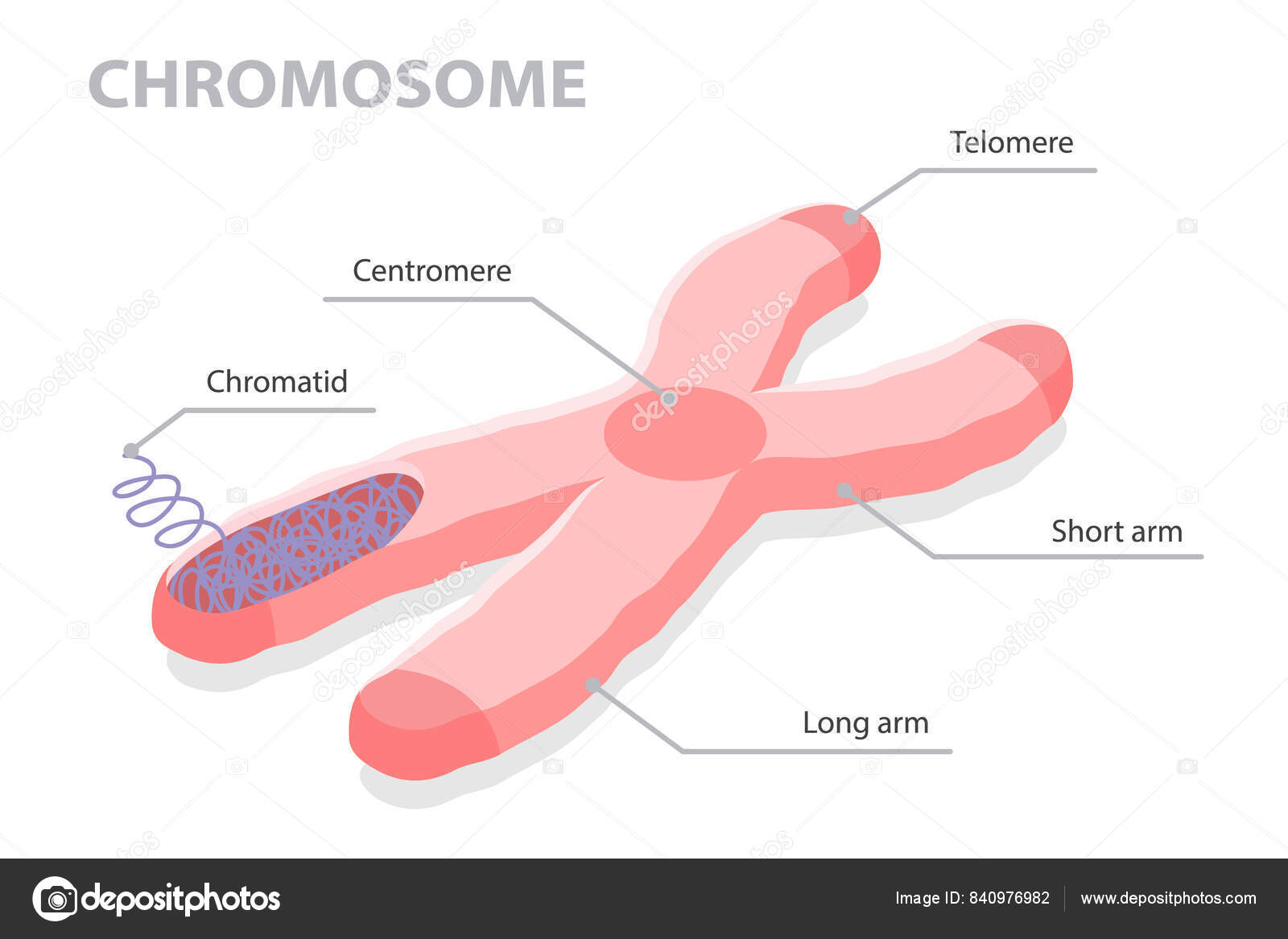 Telómeros y telomerasa: ¿qué son y por qué son tan importantes?, image size:1600x1167
