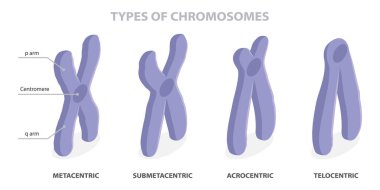 Types of chromosomes (metacentric, submetacentric, telocentric, acrocentric). Chromosome classification based on centromere location. Different shape of chromosomes. Flat isometric vector diagram.