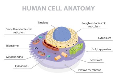 Hücre kesiti yapısı. 3D düz izometrik vektör çizimi insan hücre anatomisi diyagramı. Bilgi Eğitimi afişi.