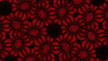 Kusursuz VJ Model Arkaplanı