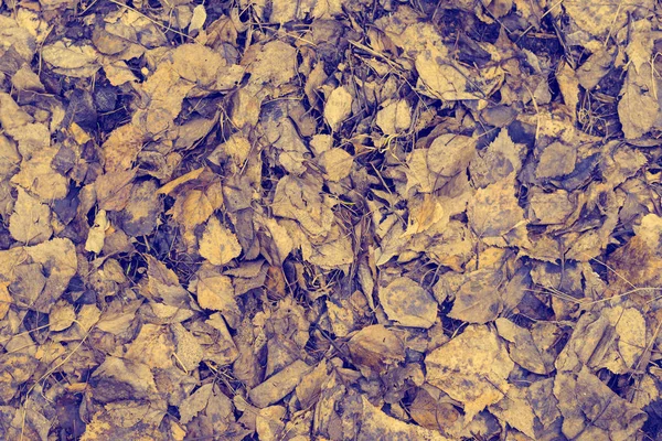 Αφηρημένη υφή του ένα ξηρό πεσμένα φύλλα του σημύδας — Φωτογραφία Αρχείου