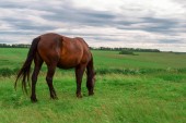 Barna, egy terhes ló harapni a friss fű, a mező