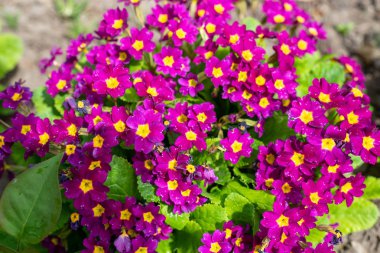 Arka plan ile mor küçük çiçekler. tonda