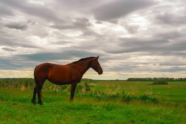 yeşil çayır üzerinde koyu kahverengi at standları