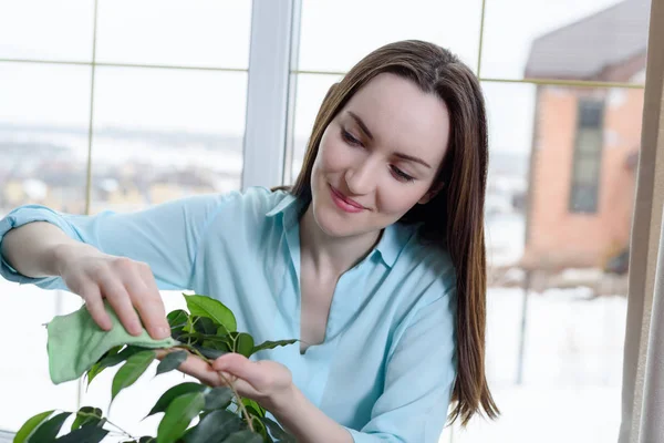 一个女孩的肖像 用布擦拭盆栽的叶子上的灰尘 植物护理 — 图库照片