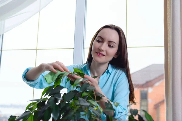 年轻的家庭主妇揉绿树叶的室内植物 照顾植物 植物学 — 图库照片