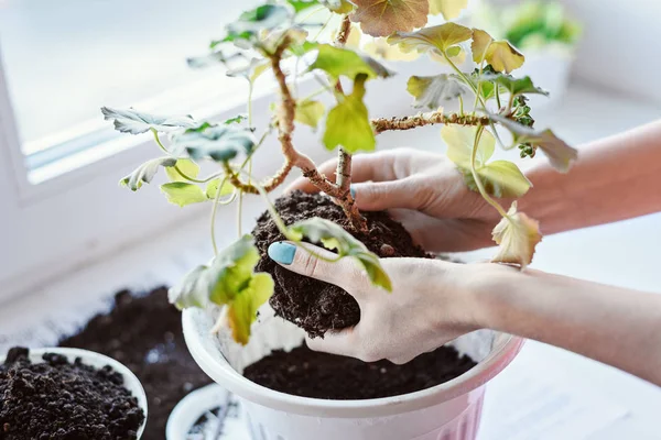 Mani Delle Donne Che Tengono Fiore Geranio Con Radice Terreno — Foto Stock