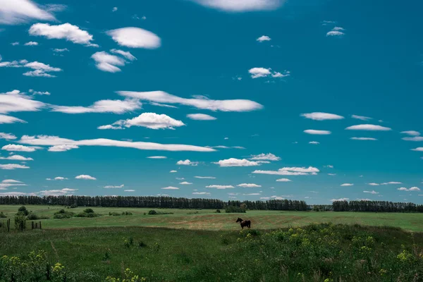 Brown Horse Grazing Green Meadow Clear Day — Stock Photo, Image