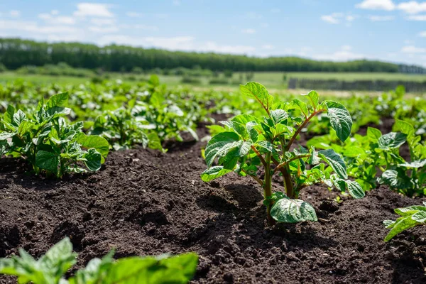 Siyah Toprak Ile Bir Alanda Genç Patates Ekimi Lahanası — Stok fotoğraf