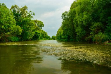Dik bankalar ve yoğun orman nehre taze yeşilin minimalist doğal peyzaj.