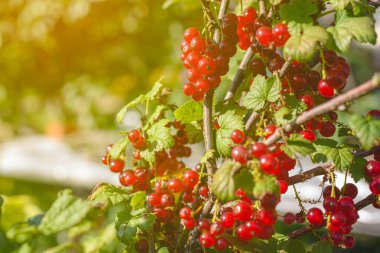 frenk üzümü çilek Bush şube yakın tarih.