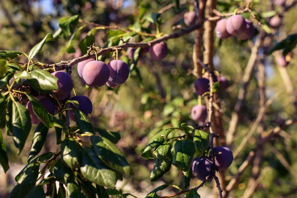 Fióktelep Lóg Kék Szilva Fényes Napsugarak Bogyók Részlete — Stock Fotó