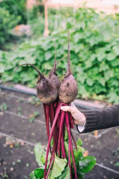 female hand holds in hand red beet with a green tops of vegetable against the background of an indistinct kitchen garden
