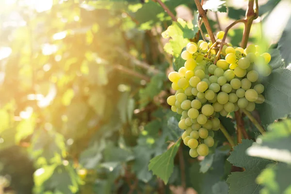 şarap yapımı kavramı. bahçede bir asma dalı Olgun üzüm demet