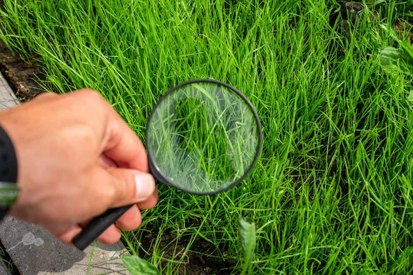 Estudando Uma Grama Verde Por Lupa Uma Mão Masculina Ecologia — Fotografia de Stock