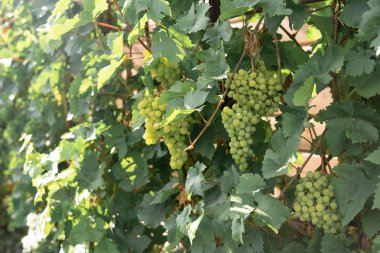 Bahçe dallarında asılı Vines demetleri.