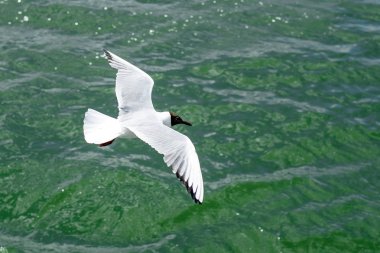 Beyaz martı siyah namlu ile resmin üzerine zümrüt su yakın çekim Gölü