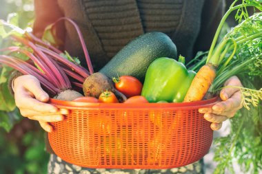 Çekmece ve sebze sonbahar hasat ile eller.