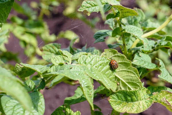 Striped Colorado potato beetle on green potato leaves, crop destruction, parasites and pesticides.