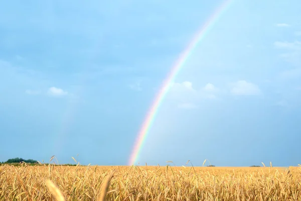 Landscape with rainbow after the rain and the wheat field with Golden ears