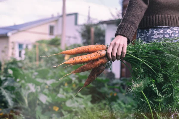 从花园里拿着一束新鲜胡萝卜的女园丁 — 图库照片