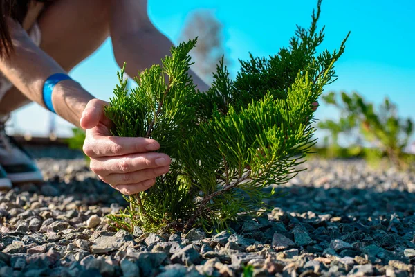 Frauenhände Umarmen Den Jungen Grünen Baum Der Durch Kies Naturschutz — Stockfoto