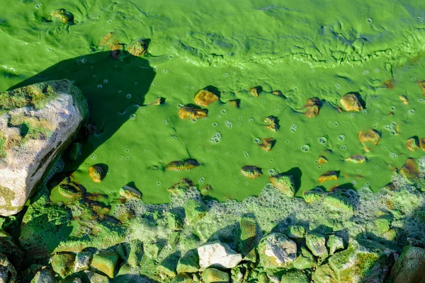 Water pollution with green algae, waste water, environmental problems.