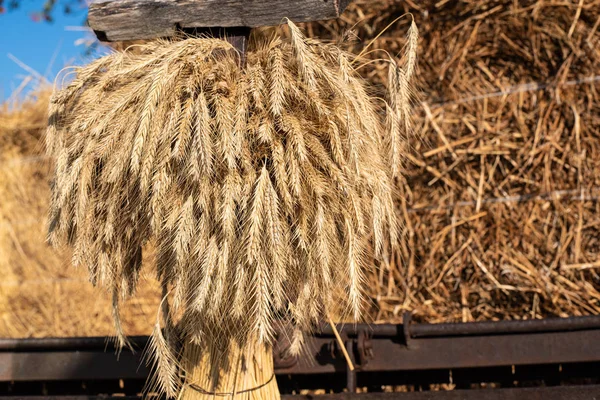 Grande Grupo Trigo Fundo Molho Feno Conceito Uma Boa Colheita — Fotografia de Stock