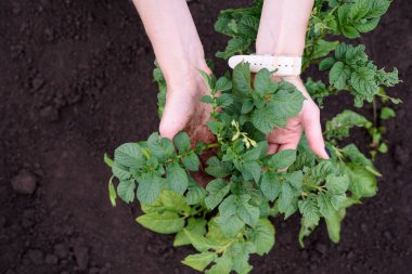 Kapat - yukarıya-in genç patates yeşil çalılar tutan eller.