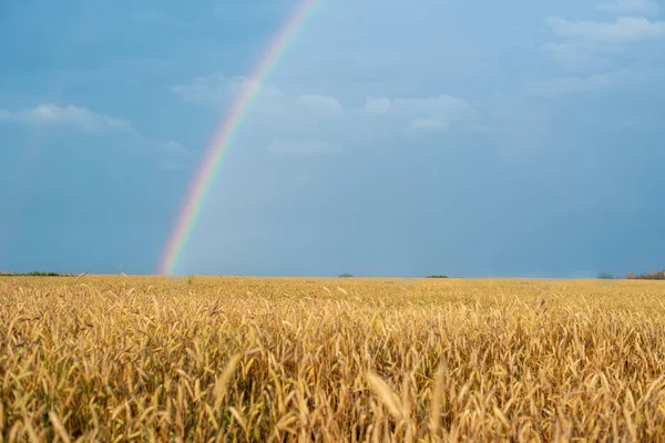 Landscape with rainbow after the rain and the wheat field with Golden ears