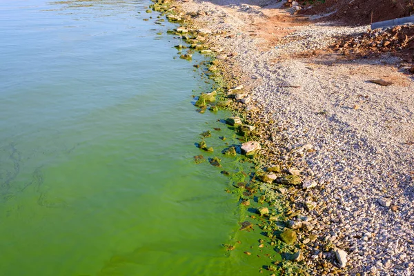 Bank Van Rivier Vervuild Met Blauw Groene Algen Ecologie Milieu — Stockfoto