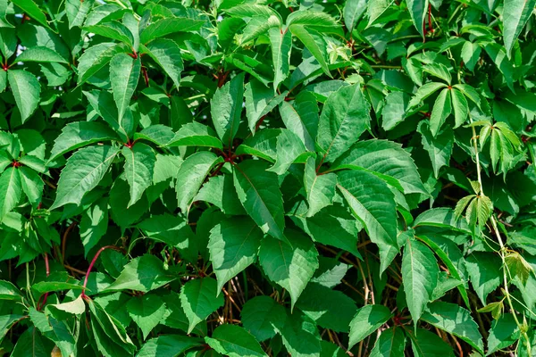 Abstracte Achtergrond Van Groene Bladeren Een Zonnige Dag — Stockfoto