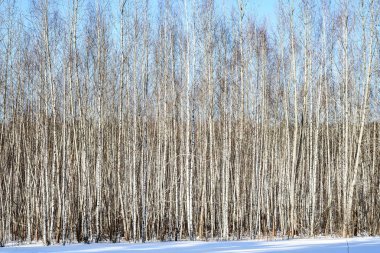 Arka plan beyaz genç ağaç kış gününde bırakır.
