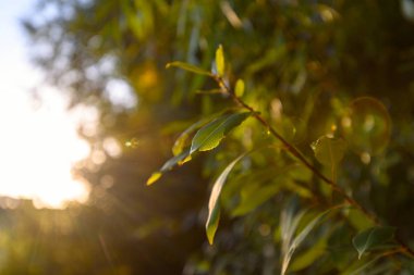 Güneşin parlama ile yaprakları ile taze yeşil dal. Yeni bir hayat, ekoloji, doğa revival.