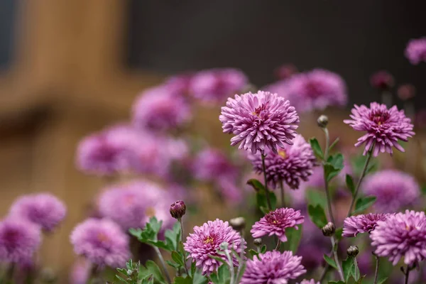 Muitas Flores São Roxo Brilhante Lilás Com Fundo Borrado — Fotografia de Stock