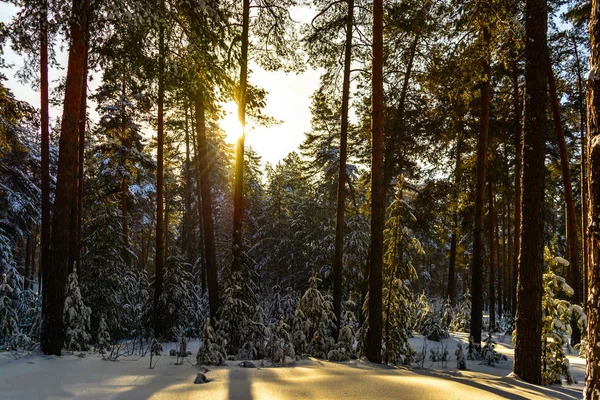 冬晴れの日に針葉樹林のミニマルな風景 — ストック写真