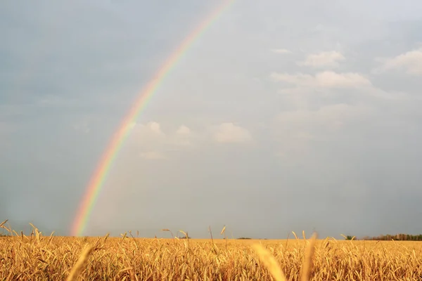 Landscape with rainbow after the rain and the wheat field with Golden ears
