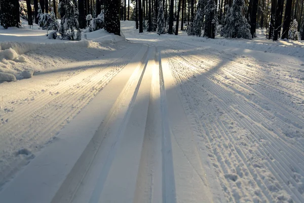 針葉樹林における古典的なスキーの新しいスキーを追跡します 森で晴れた日に新鮮なスキーを追跡します — ストック写真