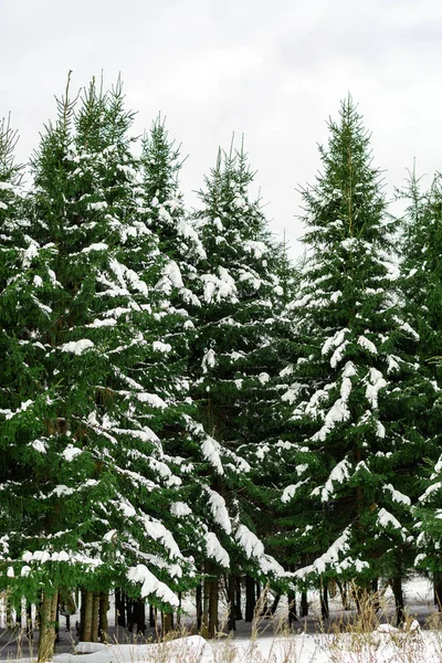 Paisaje Vertical Minimalista Bosque Coníferas Abeto Joven Bajo Nieve Blanca — Foto de Stock