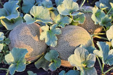 Alacakaranlık saat çiftlikte kavun