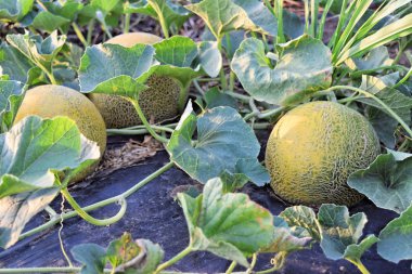 Alacakaranlık saat çiftlikte kavun