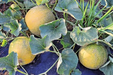 Alacakaranlık saat çiftlikte kavun