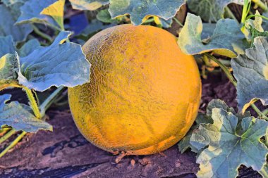 Alacakaranlık saat çiftlikte kavun