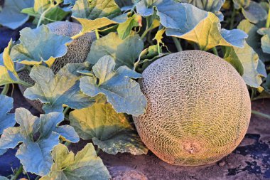 Alacakaranlık saat çiftlikte kavun