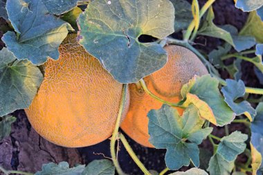 Alacakaranlık saat çiftlikte kavun