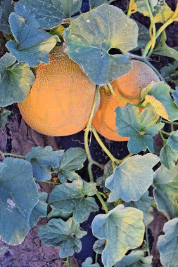 Alacakaranlık saat çiftlikte kavun