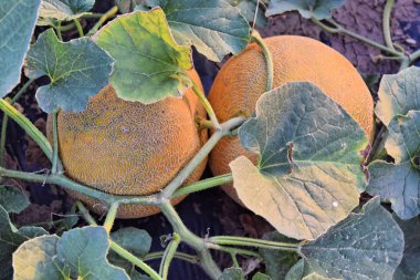 Alacakaranlık saat çiftlikte kavun