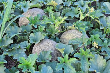 Alacakaranlık saat çiftlikte kavun