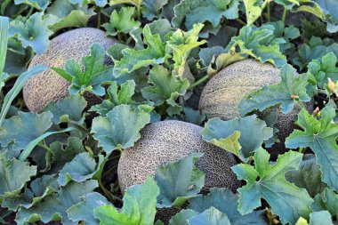 Alacakaranlık saat çiftlikte kavun